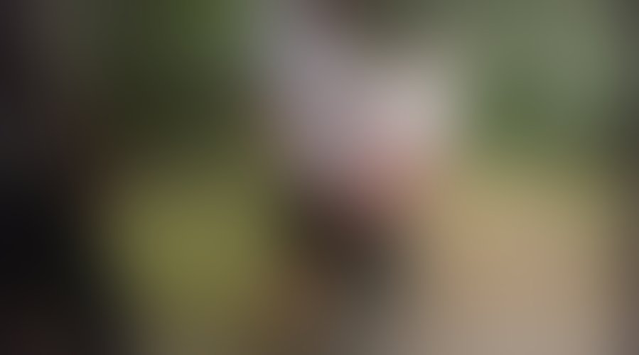 Zdjęcie 5 z galerii Fan i jego olbrzymi Grzyb który mnie zaskoczyl